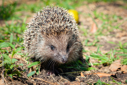 A hedgehog harvests in a summer garden.