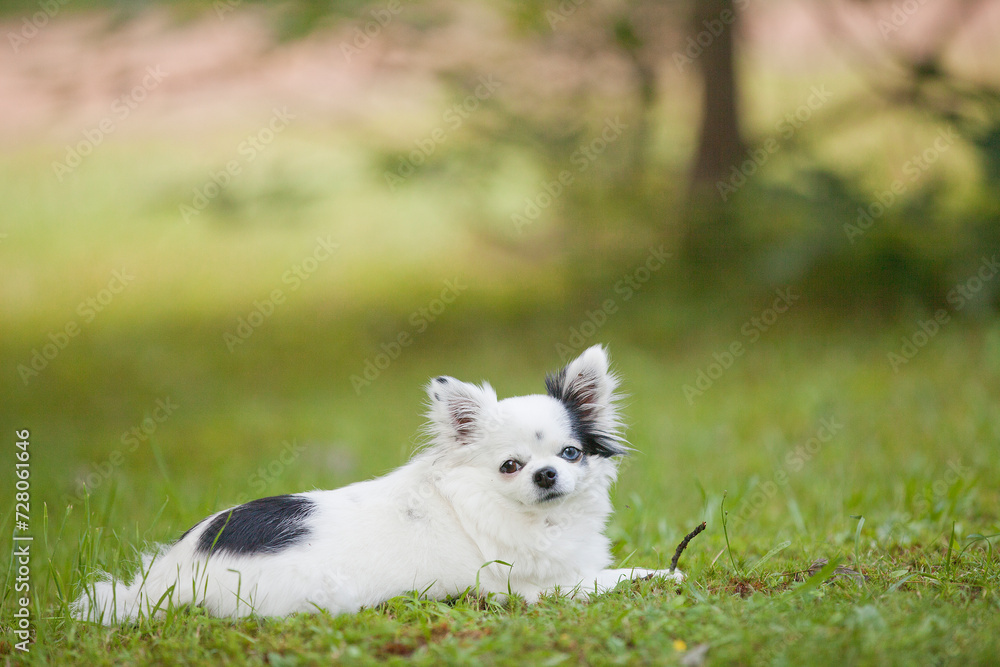 Long haired white and black teacup chihuahua with one brown eye and one blue eye outside on the grass in the summer time