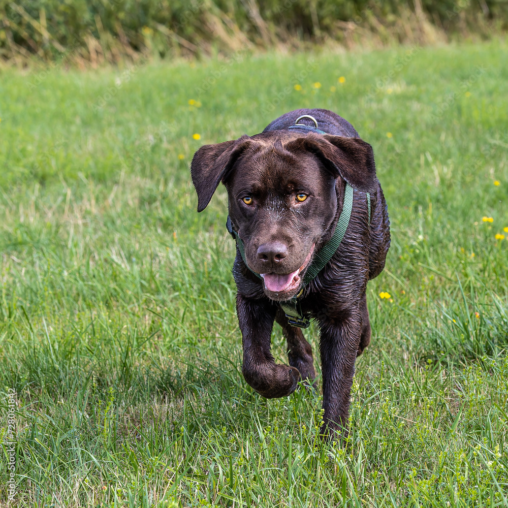 Labrador retriever, Canis lupus familiaris on a grass field. Healthy chocolate brown labrador retriever Labrador retriever, Canis lupus familiaris on a grass field. Healthy chocolate brown labrador retriever