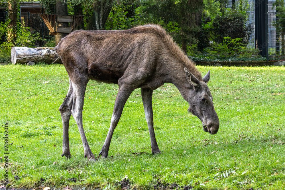 Fototapeta premium European Moose, Alces alces, also known as the elk