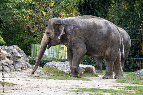 The Asian elephant  Elephas maximus also called Asiatic elephant