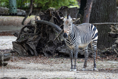 Hartmann's Mountain Zebra, Equus zebra hartmannae. An endangered zebra photo