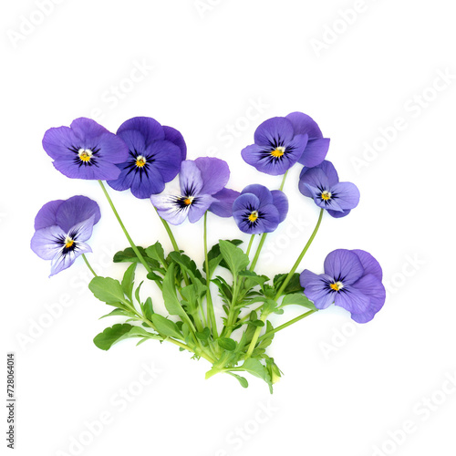 Purple pansy flower plant  Endurio Blue Face variety on white background. Floral food decoration and herbal medicine. Treats dandruff, cradle cap, acne, purifies blood, skin disorders, psoriasis.