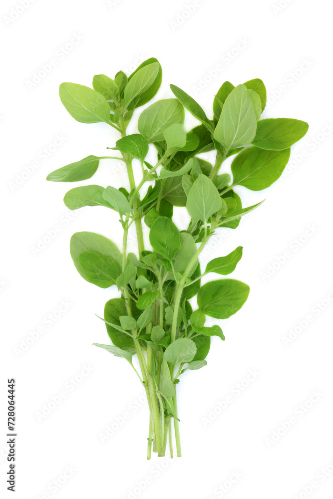 Marjoram herb leaf sprigs nervine plant used in food seasoning and herbal medicine. Is stress relieving and has anti-inflammatory, antimicrobial, analgesic, antioxidant properties. On white. Origanum Marjoram herb leaf sprigs nervine plant used in food seasoning and herbal medicine. Is stress relieving and has anti-inflammatory, antimicrobial, analgesic, antioxidant properties. On white. Origanum