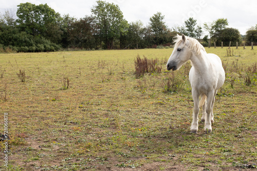 Fototapeta Naklejka Na Ścianę i Meble -  white pony 