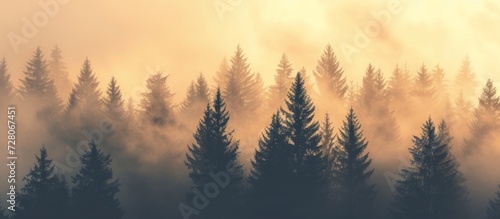 Majestic Pine Trees Silhouette Amidst Enchanting Mist