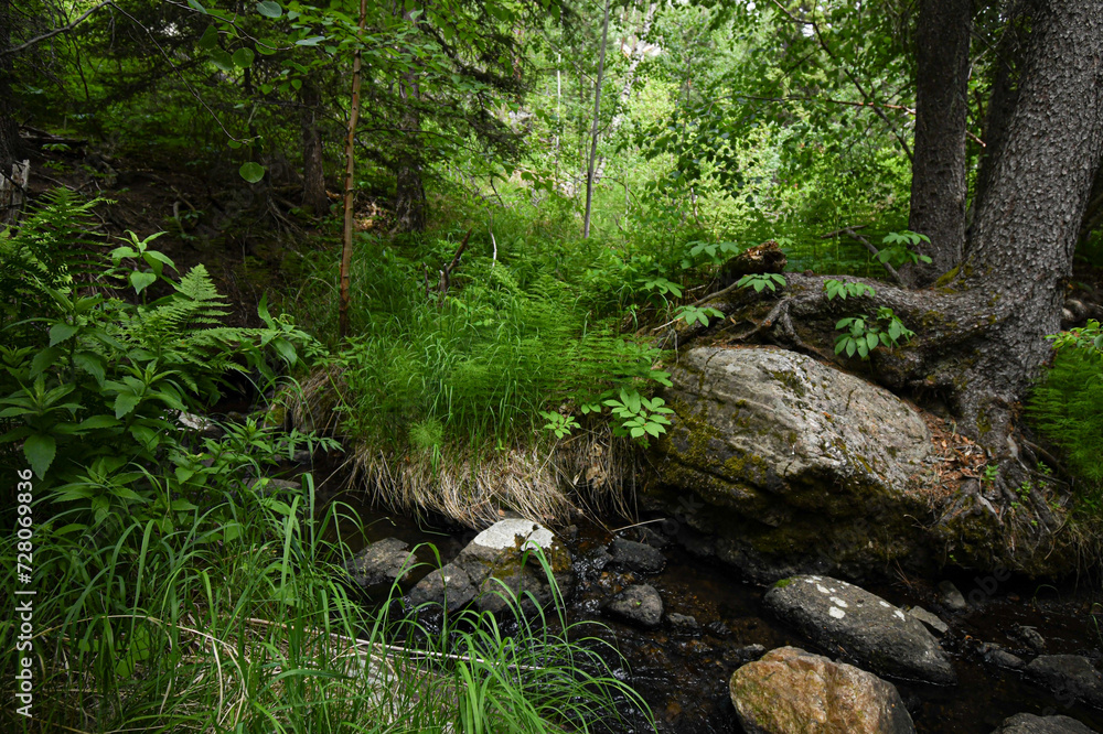 Little forest stream with dense foliage and soft sunshine Little forest stream with dense foliage and soft sunshine