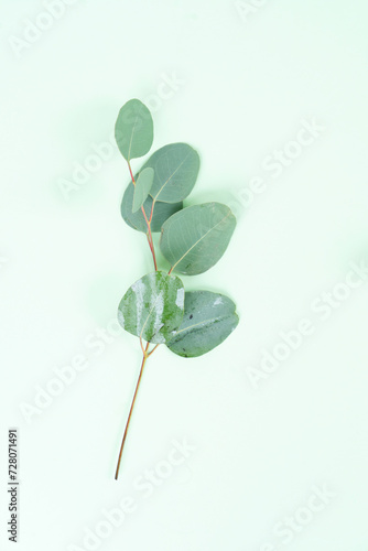 wedding or mothers day backgroundgreen eucaliptus leaves over mint green background