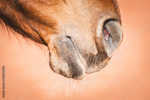Pferd / Nüstern / Maul © Petra Fischer