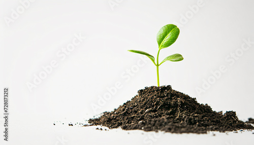 Seedling growing in the soil. White background. Future development. Economic growth. Wealth management and income growth. Isolated. Retirement provision. Saving money.