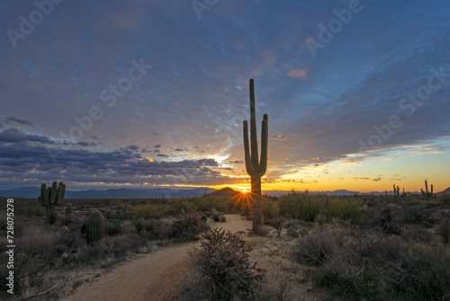 A Lone Cactus at Sunrise In The Desert Near Scottsdale AZ