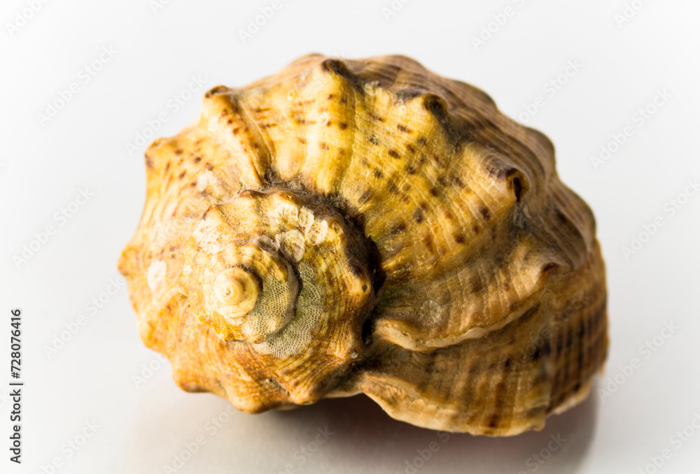 One rapan shell on a white background