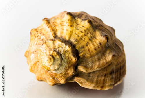 One rapan shell on a white background
