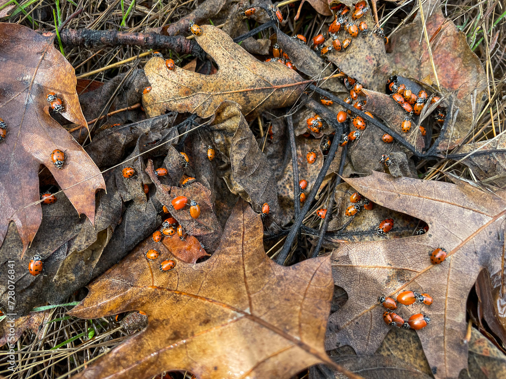 Lady Bug Lady Bird Beatles Congregating in Winter in Leaves to stay warm