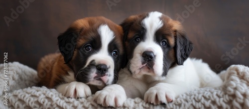 Adorable Two Saint Bernard Puppies Sitting Together, Creating a Heartwarming Scene of Two Saint Bernard Puppies Sitting Together