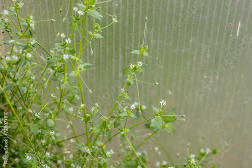 Weeds in a polycarbonate greenhouse during weeding of the beds. Woodlice grass. Weed control photo