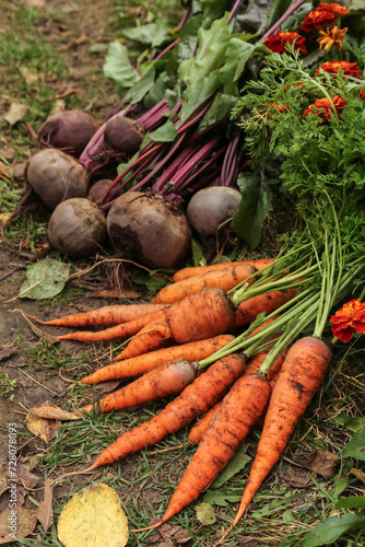 Wallpaper Mural Organic root vegetables in garden with marigold flowers. Harvest of fresh dirty carrot and beetroot on grass, harvesting Torontodigital.ca
