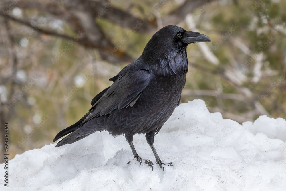 Common Raven (Genus Corvus) standing on snowbank, side view, Grand Canyon National Park. Forest in background.
Common Raven (Genus Corvus) standing on snowbank, side view, Grand Canyon National Park. Forest in background.