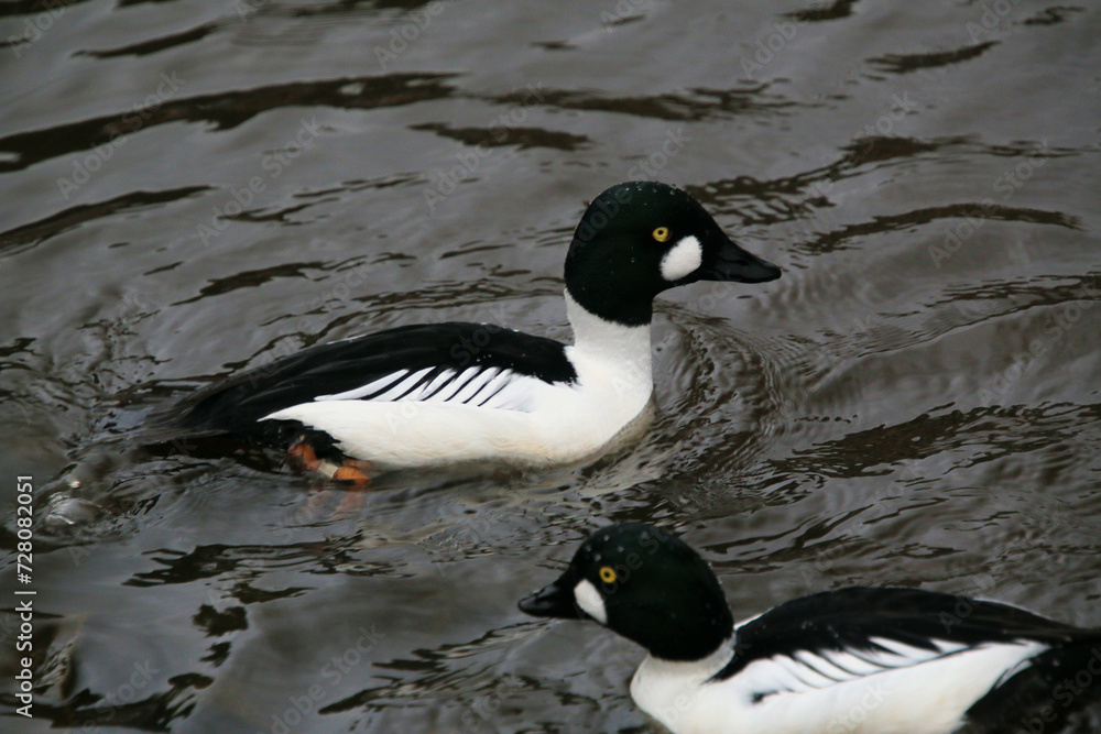 A close up of a Barrows Goldeneye A close up of a Barrows Goldeneye