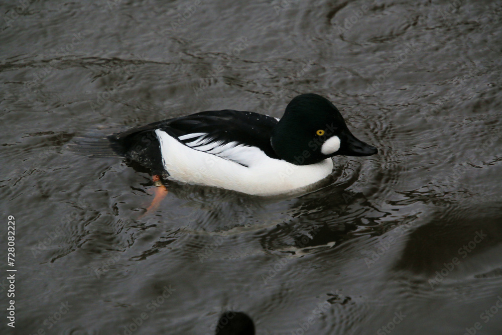 Fototapeta premium A close up of a Barrows Goldeneye