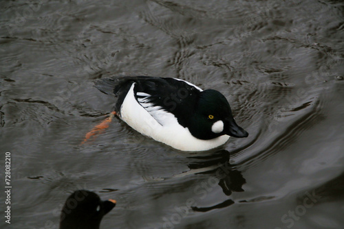 A close up of a Barrows Goldeneye