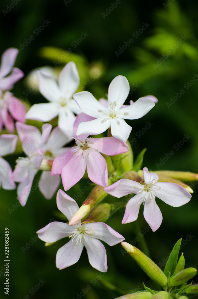 White flowers