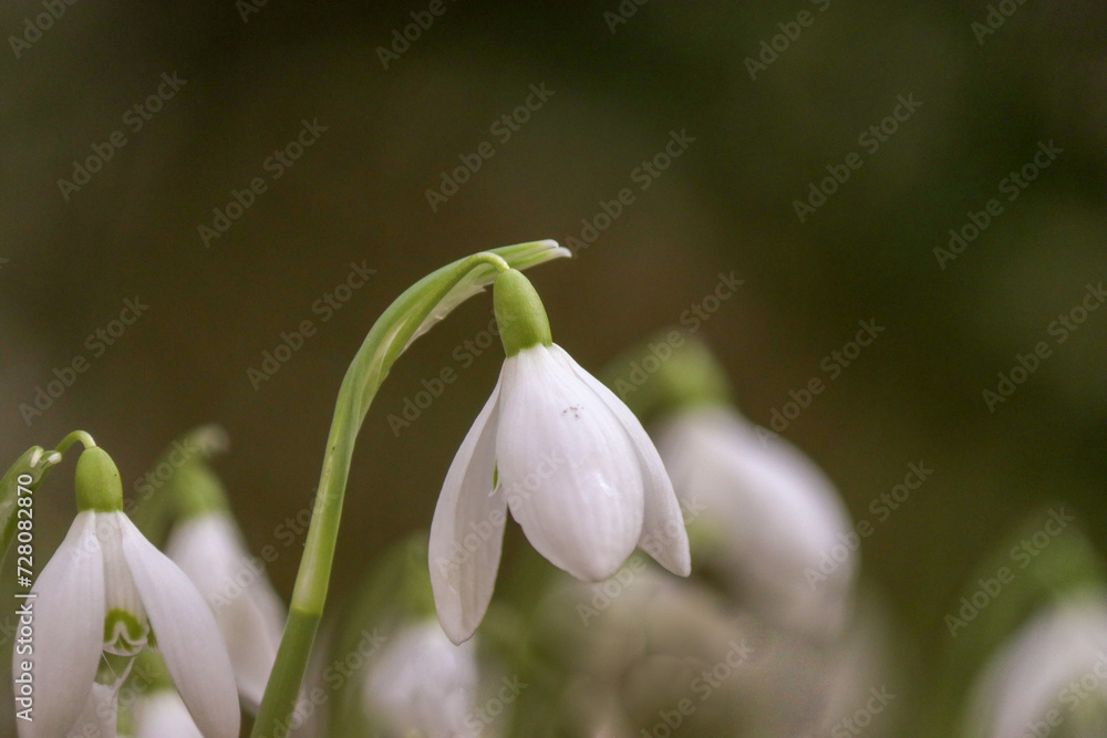 the flower head of a white snowdrop closeup in a garden in winter the flower head of a white snowdrop closeup in a garden in winter