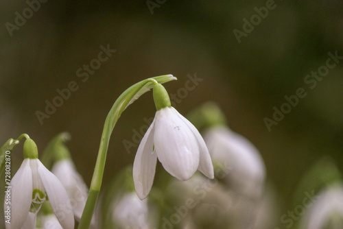 the flower head of a white snowdrop closeup in a garden in winter