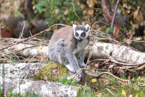 Portrait of a ring tailed lemur (Lemur catta) sitting on a branch © tom