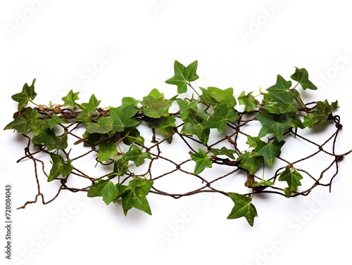 Ivy Vine Climbing Wall Growth and Perseverance Isolated on White Background AI Generated