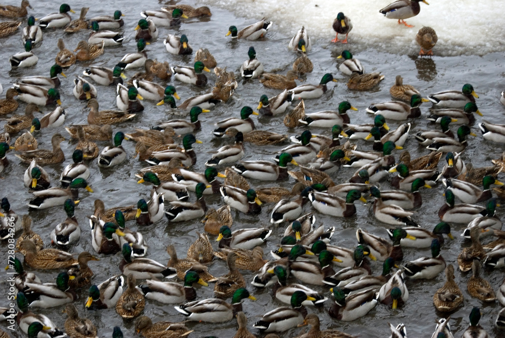 a flock of ducks