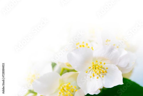 Fototapeta Naklejka Na Ścianę i Meble -  White jasmine The branch delicate spring flowers