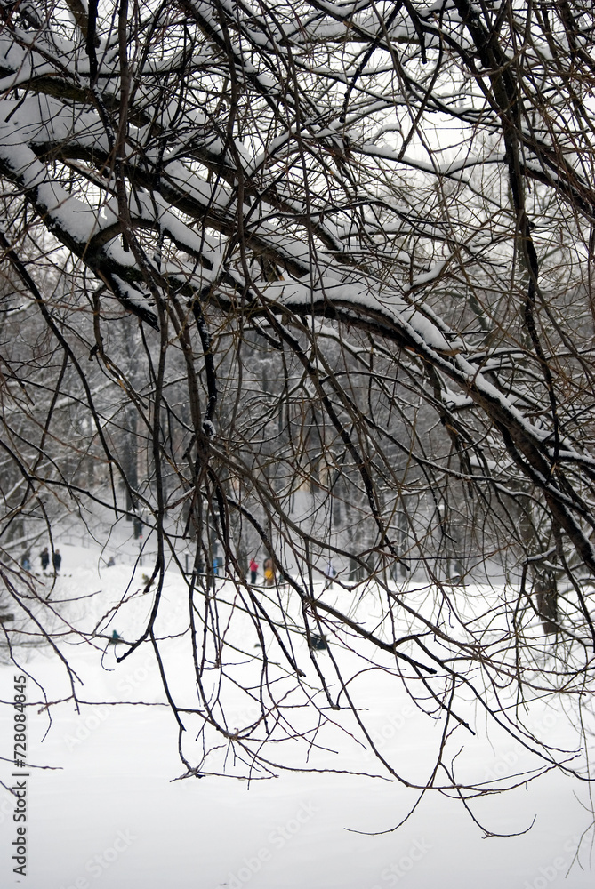 trees in snow