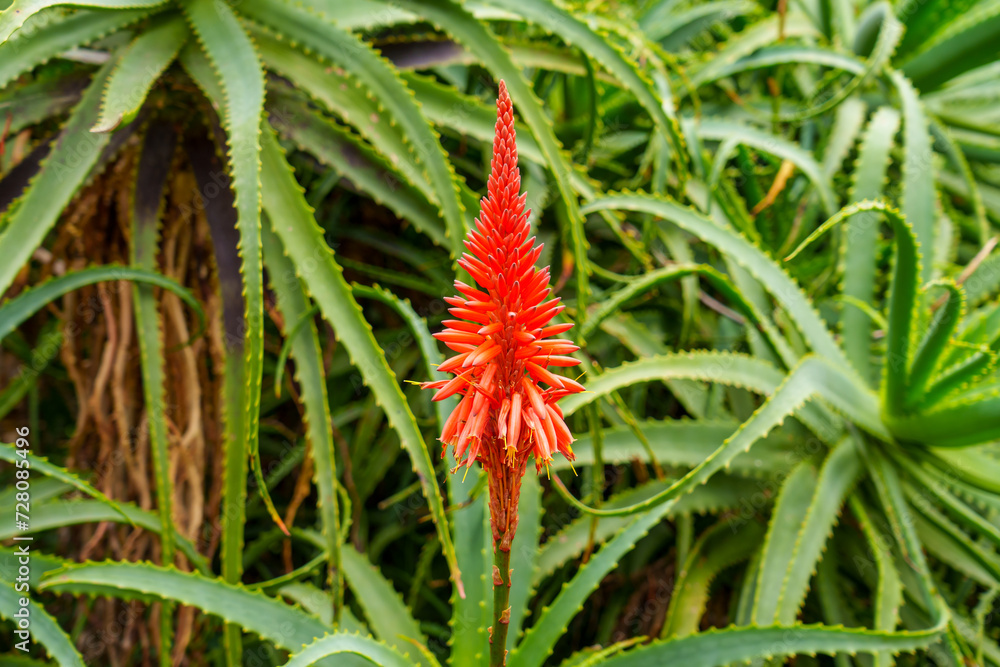 Red blooming of aloe succulent plant outdoor. Red blooming of aloe succulent plant outdoor.