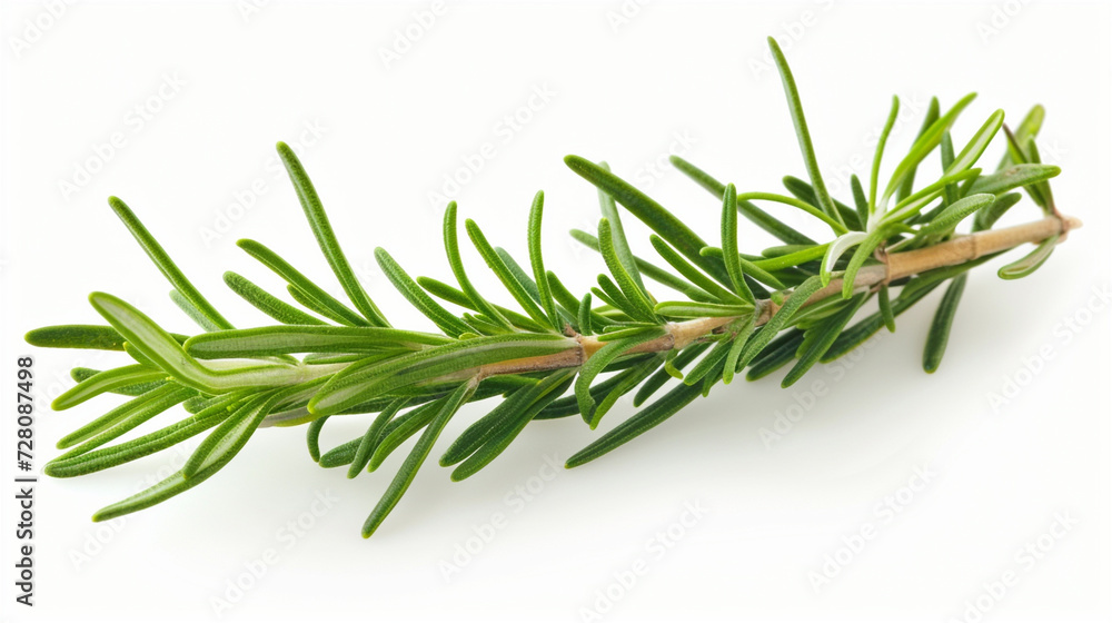 Freshly picked Rosemary leaves lying on a white background