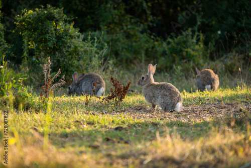 Grey small hare eating grass on summer field. Wild rabbit in nature, Wild rabbit sitting in grass field