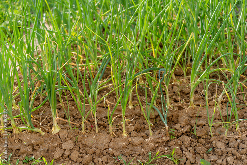 Green onions growing in field, closeup. Harvest season, common organic plant, young vegetables sprout grows ground, bio farmer farming, agricultural garden fresh, organically grown 