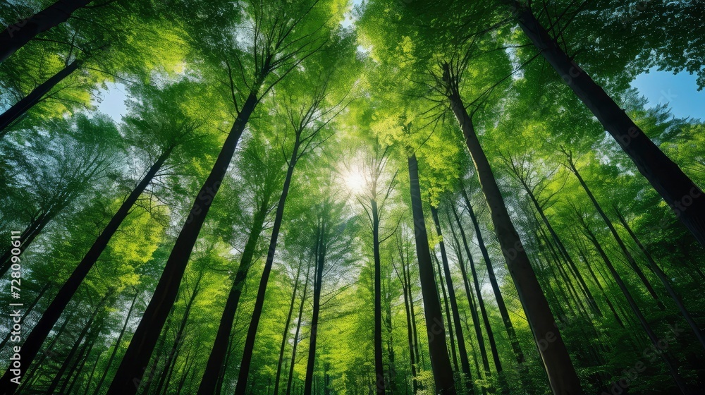 Naklejka premium View up to the treetops in a forest