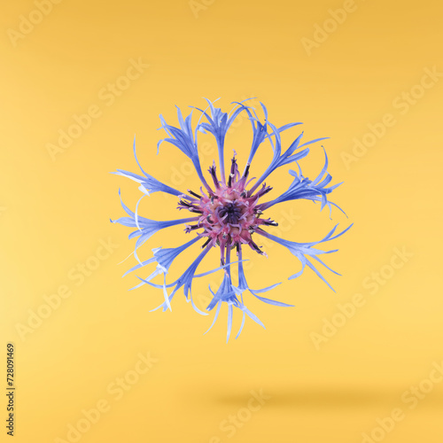 Fresh cornflower blossom beautiful blue flowers falling in the air isolated