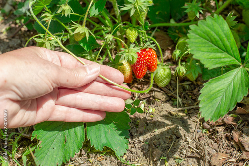 The gardener picks the mustache of strawberries from a bush in the garden. Growing and caring for beds with strawberries