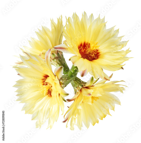 Fresh cactus flower blossom beautiful yellow flowers falling in the air isolated