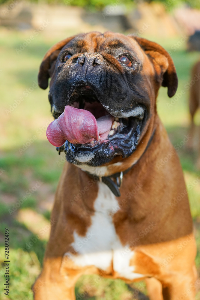 Jubilant Boxer Dog Enjoying a Lively Game in the Summer Sunlight