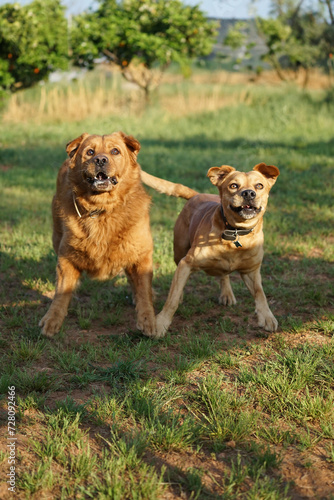Fototapeta Naklejka Na Ścianę i Meble -  Two Delighted Dogs Frolicking in the Warmth of a Golden Hour Glow