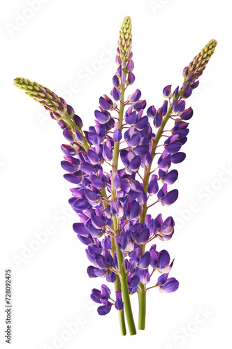 Fresh Lupine blossom beautiful purple flowers falling in the air isolated on white background. Zero gravity or levitation spring flowers conception  high resolution image