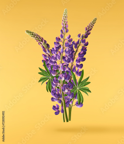 Fresh Lupine blossom beautiful purple flowers falling in the air isolated on yellow background. Zero gravity or levitation spring flowers conception  high resolution image