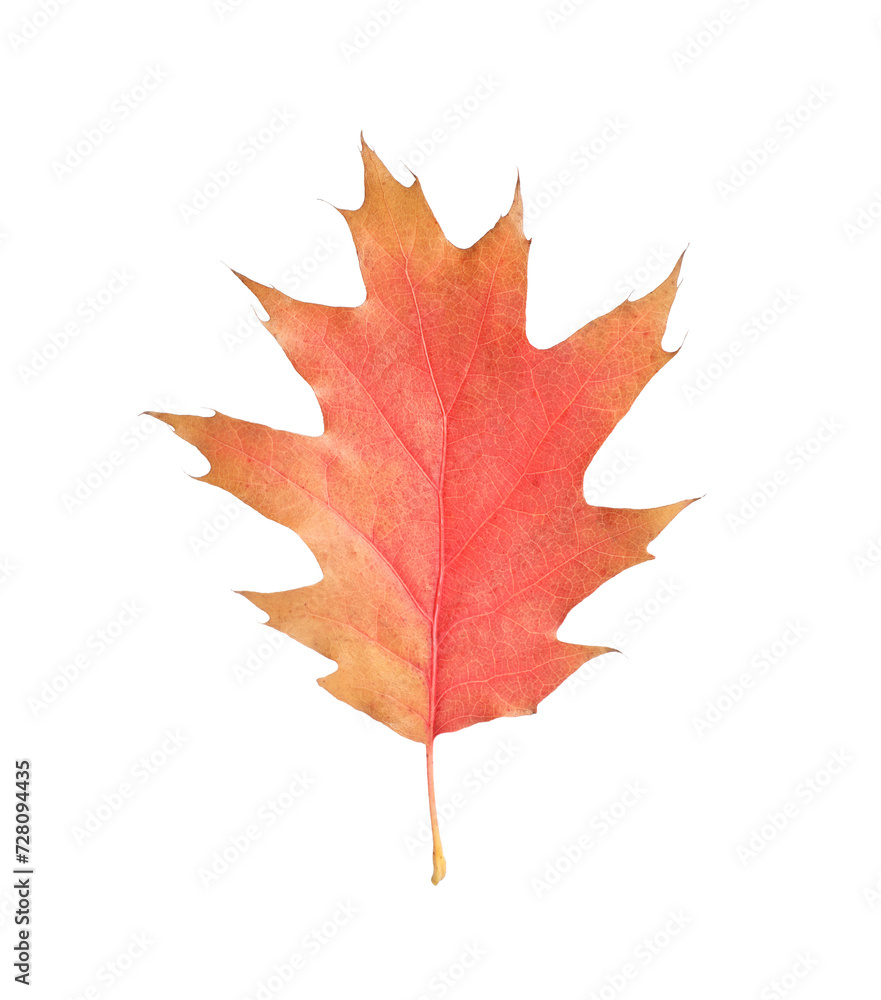 Autumn season. Oak leaf isolated on white Autumn season. Oak leaf isolated on white