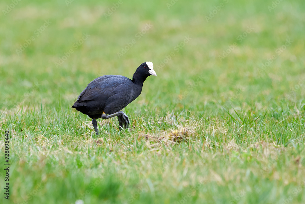Fototapeta premium Eurasian Coot on a field ( Fulica Atra ). 