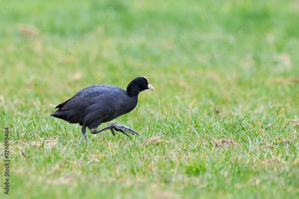 Eurasian Coot on a field ( Fulica Atra ). Eurasian Coot on a field ( Fulica Atra ).