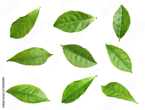 Fresh green tea leaves isolated on white, set