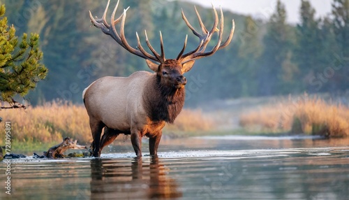 a bull elk during the annual rut